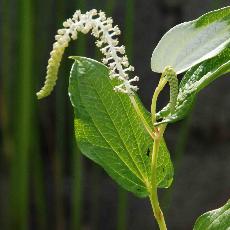 Saururus chinensis