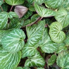 Saxifraga stolonifera var. cuscutiformis