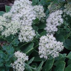 Sedum spectabile  'Iceberg'