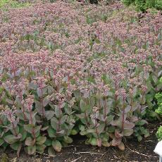 Sedum  'Matrona'