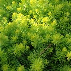 Sedum rupestre  'Angelina'