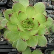 Sempervivum tectorum