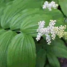 Smilacina racemosa