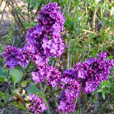 Syringa vulgaris  'Souvenir de Louis Spaeth'