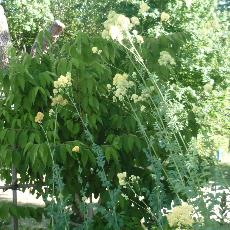 Thalictrum flavum subsp. glaucum