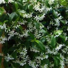 Trachelospermum jasminoides