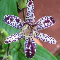 Tricyrtis  'Empress'