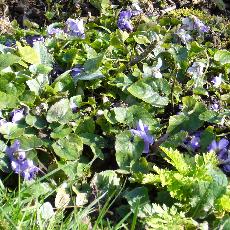 Viola odorata  'Parme de Toulouse'