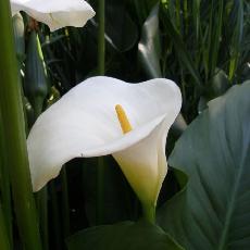 Zantedeschia aethiopica