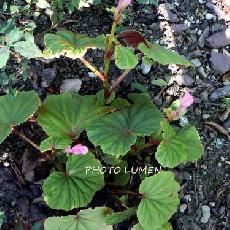 Begonia grandis subsp. evansiana