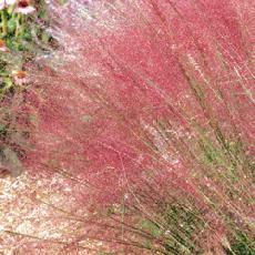 Muhlenbergia capillaris