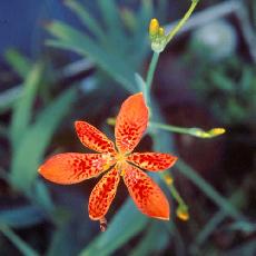 Iris domestica