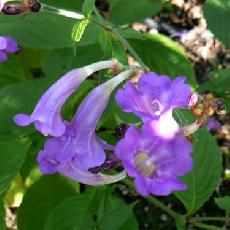 Strobilanthes rankanensis