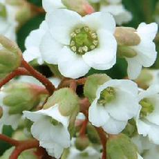 Bergenia  'Bressingham White'