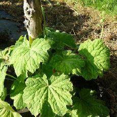 Heuchera villosa var. macrorhiza