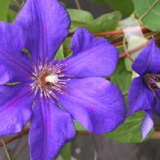 Clematis  'Semu'