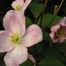 Clematis montana var. rubens