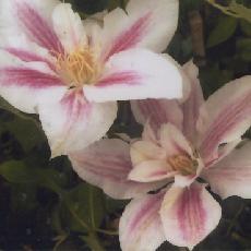 Clematis  'Andromeda'