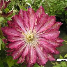 Clematis  'Kaen'