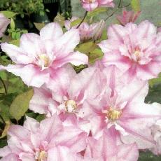 Clematis  'Lasting Love'