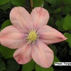 Clematis  'Little mermaid'