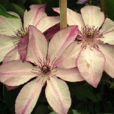 Clematis  'Omoshiro'