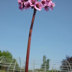 Bergenia cordifolia  'Winterglöd'