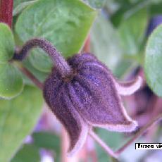 Clematis fusca var. violacea