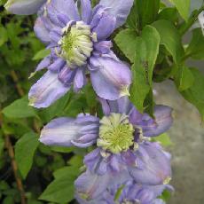 Clematis  'Blue Iight'