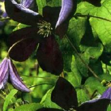 Clematis viticella  'Black Prince'