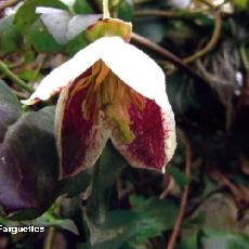 Clematis cirrhosa  'Lansdowne Gem'