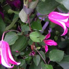 Clematis texensis  'Princess Diana'