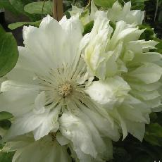 Clematis  'Yukiokoshi'