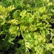 Artemisia vulgaris  'Orientalis Limelight'