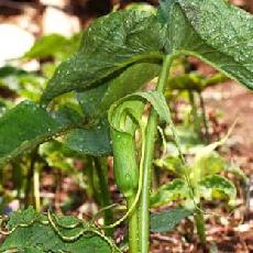 Arisaema intermedium