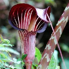 Arisaema speciosum var. magnificum