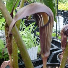 Arisaema speciosum var. mirabile