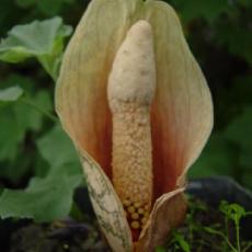 Amorphophallus bulbifer