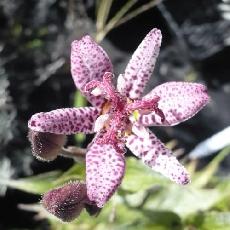 Tricyrtis hirta  'Miyazaki'