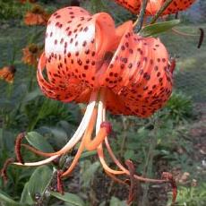 Lilium lancifoliium  'splendens'