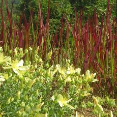 Imperata cylindrica  'Rubra'