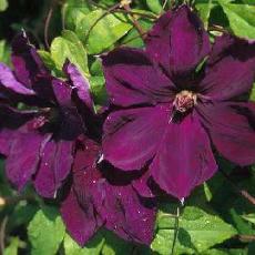 Clematis  'Gipsy Queen'