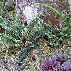 Asplenium ceterach