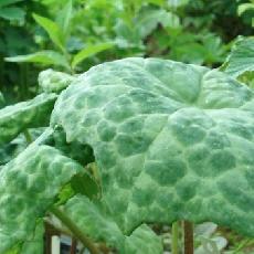 Podophyllum  'Spotty Dotty'