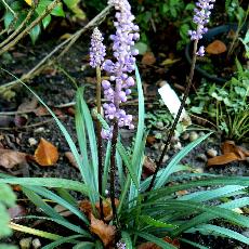 Liriope muscari  'Ingwersen'