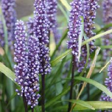 Liriope muscari  'Big Blue'