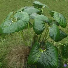 Farfugium japonicum var. giganteum