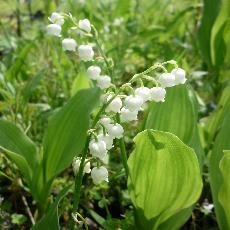 Convallaria majalis 'Hitschberger Riesenperle'