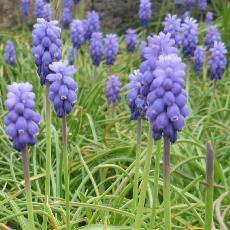 Muscari armeniacum 'Cantab'