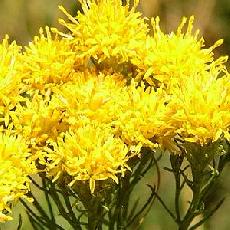 Aster linosyris